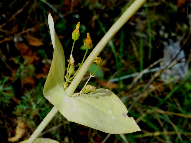 Blackstonia perfoliata